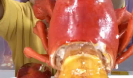 龙虾视频,探寻海洋美食的魅力之旅